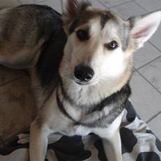 Blanding af racer Laika