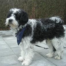 Tibetansk terrier Oscar