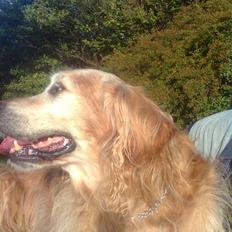 Golden retriever Rocky Hektor           Du er elsket og savnte skat