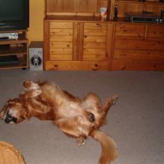 Golden retriever Rocky Hektor           Du er elsket og savnte skat