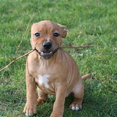 Staffordshire bull terrier Nala