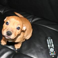 Staffordshire bull terrier Nala