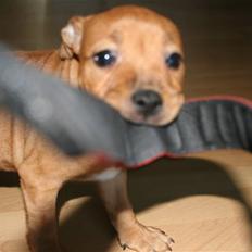 Staffordshire bull terrier Nala