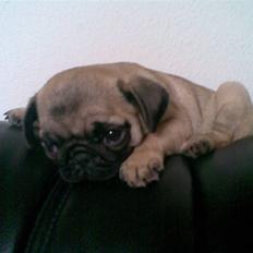 Mops Berta