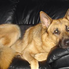 Schæferhund Chico