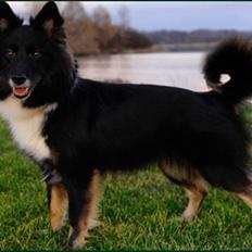 Islandsk fårehund Sólargeisli Eiga