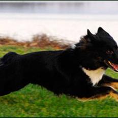 Islandsk fårehund Sólargeisli Eiga