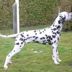 Dalmatiner Frihedens Prins Playboy 