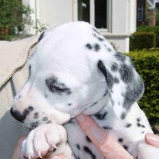 Dalmatiner Frihedens Prins Playboy 