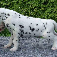 Dalmatiner Frihedens Prins Playboy 