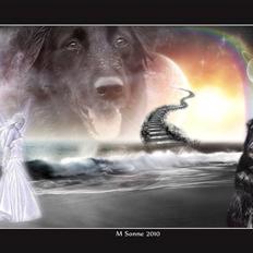 Blanding af racer Buller  (1999 - 2010)