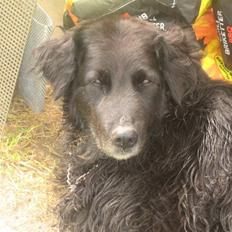 Blanding af racer Buller  (1999 - 2010)