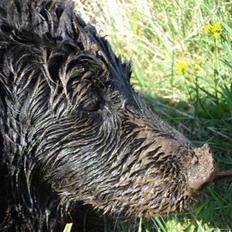 Blanding af racer Buller  (1999 - 2010)