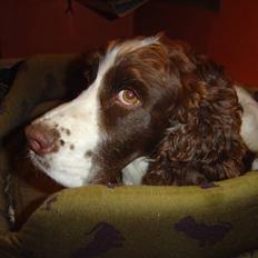 Engelsk springer spaniel Lady (Mary Pickford)