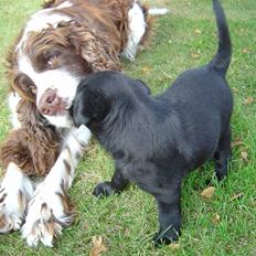 Engelsk springer spaniel Lady (Mary Pickford)