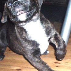 Blanding af racer Izak