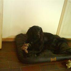 Flat coated retriever Mille