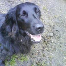 Flat coated retriever Mille