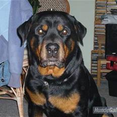 Rottweiler Zar<3 "kræft"(R.I.P)<'3