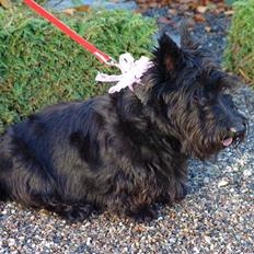 Skotsk terrier Perle (Marielyst's britt) R.I.P