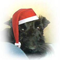 Skotsk terrier Perle (Marielyst's britt) R.I.P