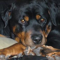 Rottweiler Zar<3 "kræft"(R.I.P)<'3