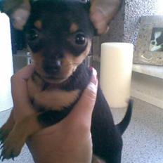 Prazsky krysarik Mick