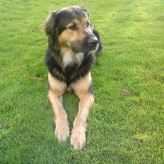 Blanding af racer Malou