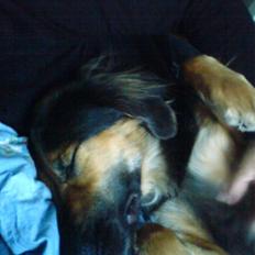 Blanding af racer Malou