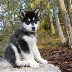 Alaskan malamute Zoro (Himmelhund)