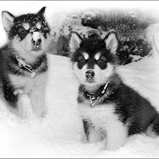 Alaskan malamute Zoro (Himmelhund)