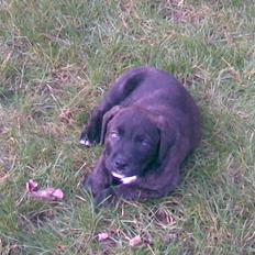 Blanding af racer Izak