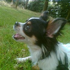 Chihuahua CHIKI. MY STAR.2007-2009