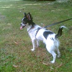 Chihuahua CHIKI. MY STAR.2007-2009