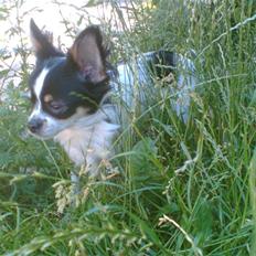 Chihuahua CHIKI. MY STAR.2007-2009