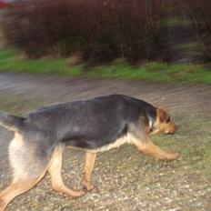 Blanding af racer Tessie