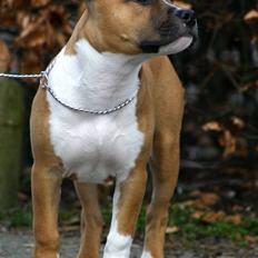 Amerikansk staffordshire terrier Yeller's Christmas Joy 