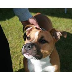 Amerikansk staffordshire terrier Yeller's Christmas Joy 