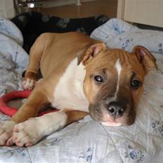 Amerikansk staffordshire terrier Yeller's Christmas Joy 