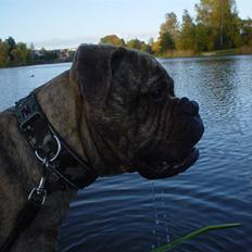 Bullmastiff NEWTON