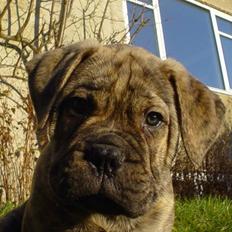 Bullmastiff NEWTON