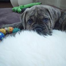 Bullmastiff NEWTON