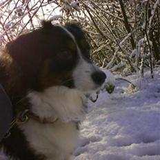 Blanding af racer Ludo