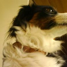 Blanding af racer Ludo