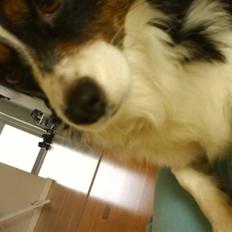 Blanding af racer Ludo