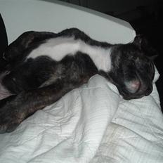 Blanding af racer Izak