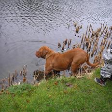 Dogue de bordeaux Pretty R.I.P.