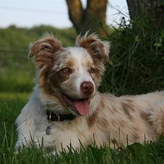 Border collie Gjerulff BS After Eight