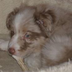 Border collie Gjerulff BS After Eight
