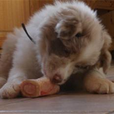 Border collie Gjerulff BS After Eight